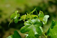 Ambroň západní 'Rotundiloba' (Liquidambar styraciflua)