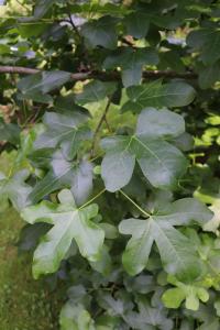 Ambroň západní 'Rotundiloba' - letní listy (Liquidambar styraciflua)