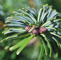 Jedle kavkazská (Abies nordmanniana)