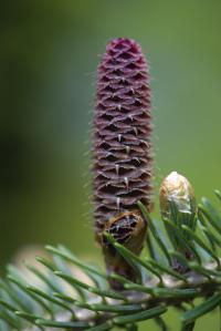 Jedle korejská (Abies koreana)