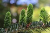 Jedle korejská - šištice (Abies koreana)