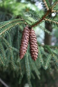 Smrk východní 'Aurea' (Picea orientalis)