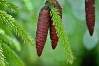 Smrk východní 'Aurea' (Picea orientalis)