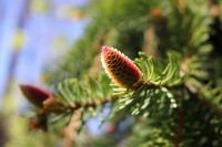 Smrk ztepilý 'Inversa' (Picea abies)