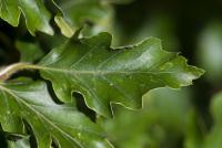 Buk lesní 'Quercifolia' (Fagus sylvatica)