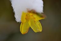 Jasmín nahokvětý (Jasminum nudiflorum)