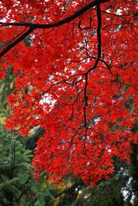 Javor dlanitolistý 'Atropurpureum' (Acer palmatum)