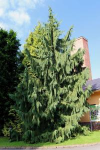Cypřišek nutkajský 'Pendula' - habitus (Chamaecyparis nootkatensis)
