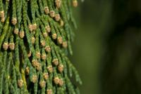 Cypřišek nutkajský 'Pendula' - šupinaté jehlice (Chamaecyparis nootkatensis)