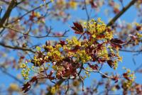 Javor mléč 'Crimson King' (Acer platanoides)