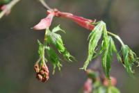 Javor dlanitolistý 'Dissectum' (Acer palmatum)