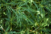 Javor dlanitolistý 'Dissectum' (Acer palmatum)
