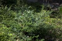 Jedle korejská 'Silberlocke' (Abies koreana)