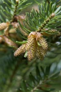 Jedle korejská 'Silberlocke' (Abies koreana)