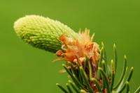 Smrk ztepilý 'Virgata' (Picea abies)