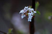 Kalina vonná (Viburnum farreri)