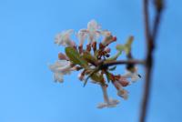 Kalina vonná (Viburnum farreri)