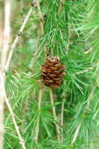 Modřín opadavý 'Pendula' (Larix decidua)