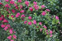 Hloh obecný 'Paul's Scarlet' (Crataegus laevigata)