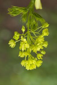 Javor mléč 'Dissectum' (Acer platanoides)