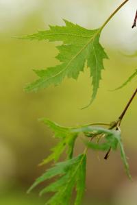 Bříza bělokorá 'Dalecarlica' (Betula pendula)