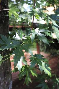 Javor stříbrný 'Wieri' (Acer saccharinum)