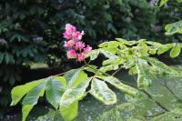 Jírovec červený 'Variegata' (Aesculus x carnea)