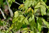 Javor jasanolistý 'Odessanum' (Acer negundo)