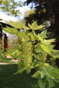 Javor klen 'Leopoldii' (Acer pseudoplatanus)