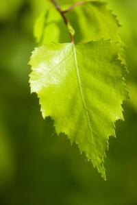 Bříza bělokorá 'Golden Cloud' (Betula pendula)