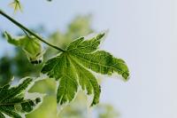Ambroň západní 'Silver King' (Liquidambar styraciflua)