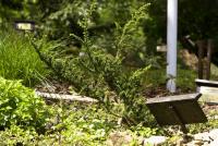 Tis červený 'Amersfoort' (Taxus baccata)