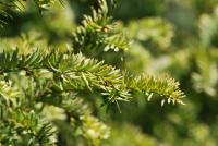 Tis červený 'Semperaurea' (Taxus baccata)