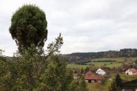 Douglaska tisolistá - strom s čarověníkem (Pseudotsuga menziesii)