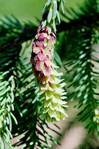 Jedle bělokorá 'Acrocona' (Abies alba)