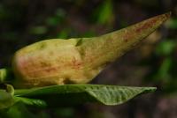 Šácholán tříplátečný (Magnolia tripetala)