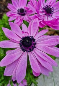 Sasanka věncová (Anemone coronaria)