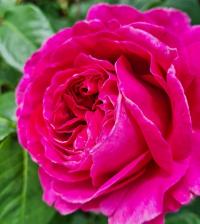 Růže (Rosa)