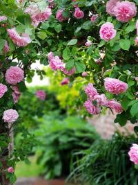 Růže 'Gertrude Jekyll' - Anglické růže (Rosa)