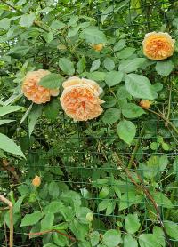 Růže 'Crown Princess Margareta' - Anglické růže (Rosa)