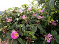 Růže měkká 'Karpatia' (Rosa villosa)