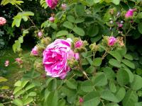 Růže stolistá 'Cristata' - Historické růže (Rosa x centifolia)
