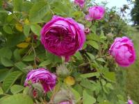 Růže galská 'Duc de Fitz James' (Rosa gallica)