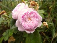 Růže 'Pompon Blanc Parfait' (Rosa x alba)