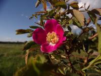Růže převislá (Rosa pendulina)