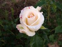 Růže 'José Carreras' - Velkokvěté růže (Rosa)