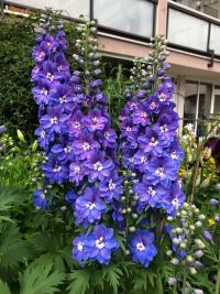 Stračka (Delphinium)