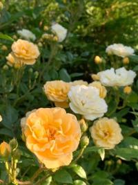 Růže 'Ghislaine de Féligonde' - Pnoucí růže (Rosa)