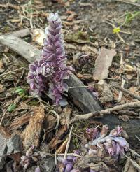 Podbílek šupinatý (Lathraea squamaria)