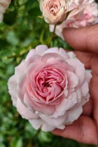 Růže 'Larissa' - Mnohokvěté růže (Rosa)